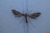 Capperia fusca