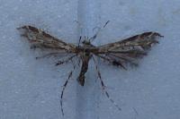 Capperia fusca