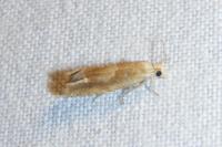 Eucosma conterminana