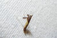 Caloptilia fidella