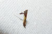 Caloptilia fidella