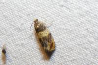 Celypha aurofasciana