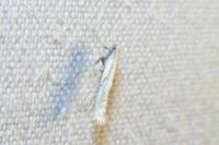 Aspilapteryx tringipennella