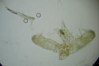 Elachista chrysodesmella
