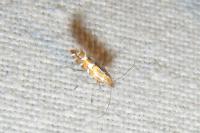 Phyllonorycter