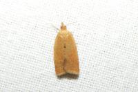 Clepsis consimilana