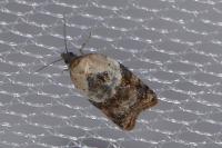 Acleris variegana
