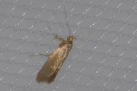 Crassa unitella