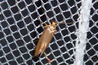 Crassa unitella