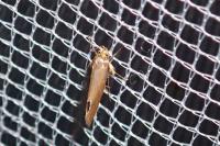 Crassa unitella