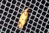 Agapeta zoegana