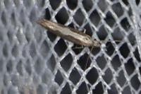Plutella xylostella