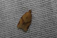 Clepsis consimilana