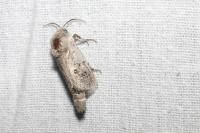 Parahypopta caestrum