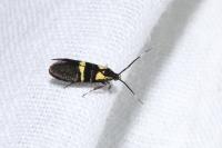 Dasycera oliviella