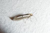 Parahyponomeuta egregiella
