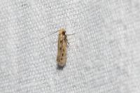 Anomalotinea liguriella