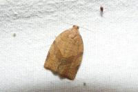 Pandemis dumetana