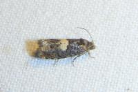 Epiblema