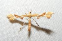 Cnaemidophorus rhododactylus