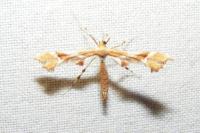 Cnaemidophorus rhododactylus
