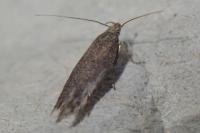 Scrobipalpa ocellatella