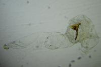 Scrobipalpa ocellatella