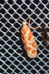 Rhyacionia pinicolana