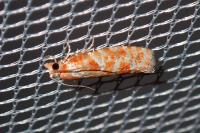Rhyacionia pinicolana