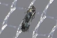 Infurcitinea