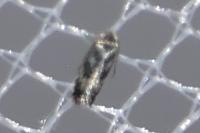 Infurcitinea