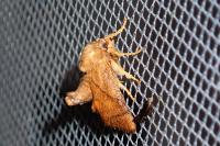 Apoda limacodes