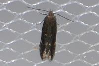 Aproaerema anthyllidella