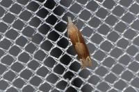 Eucosma conterminana