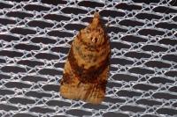 Epagoge grotiana
