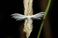Pterophorus pentadactylus