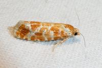 Rhyacionia pinicolana
