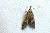 Aplota palpella
