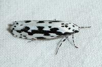 Ethmia pusiella/candidella