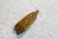 Helcystogramma lutatella