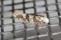 Infurcitinea captans