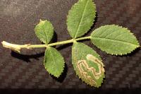 Stigmella anomalella