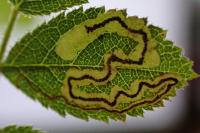 Stigmella anomalella