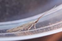 Coleophora texanella