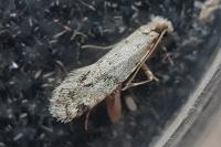 Nemapogon agenjoi