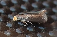 Stigmella rolandi