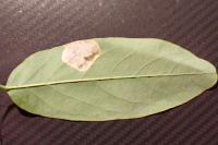 Macrosaccus robiniella