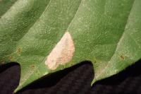 Phyllonorycter messaniella