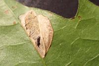Phyllonorycter messaniella