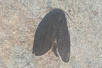 Typhonia ciliaris